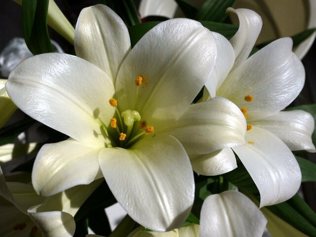 Easter lily