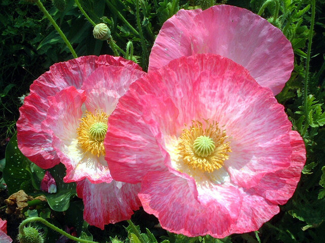 Iceland Poppy