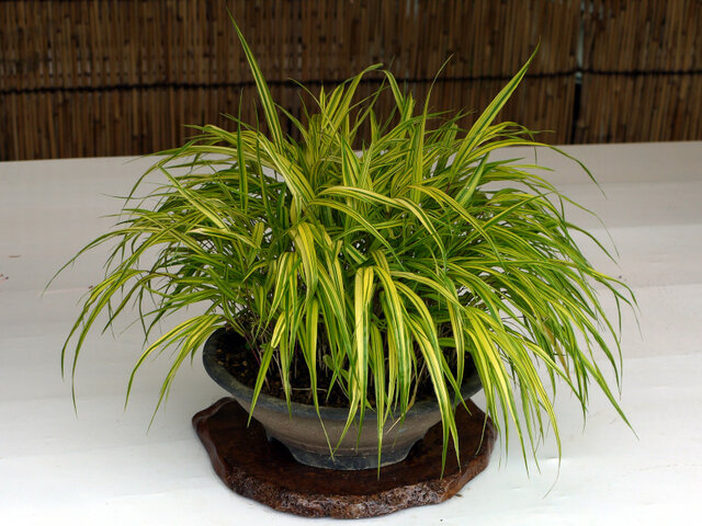 Hakonechloa macra