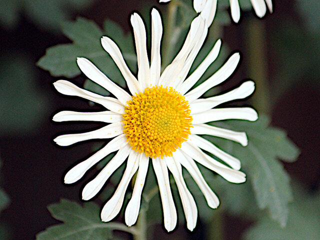 HIgo chrysanthemum