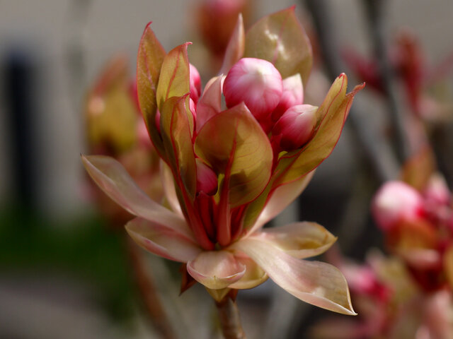 Enkianthus quinqueflorus