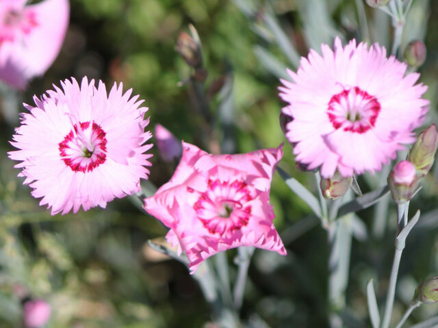 Dianthus plumarius