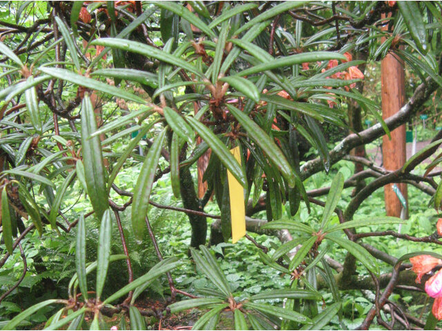 Rhododendron makinoi