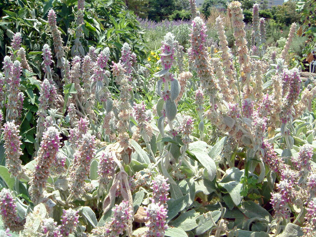 Lamb's ear