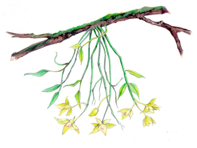 Dendrobium catenatum