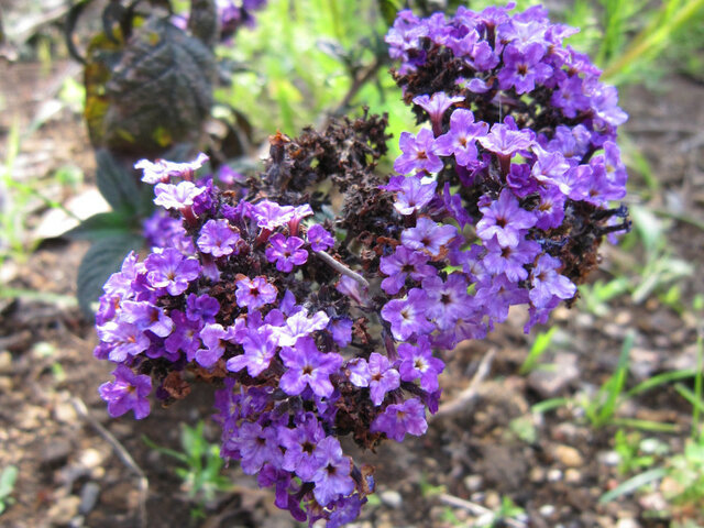 5月24日の誕生花 赤常草 紫詰草 ヘリオトロープ Flower Database