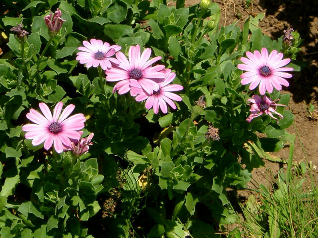 Osteospermum