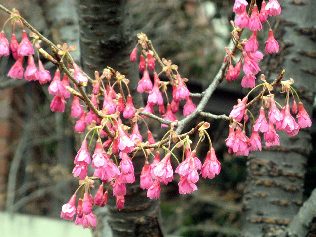 寒緋桜のブログ 科技研花图画书