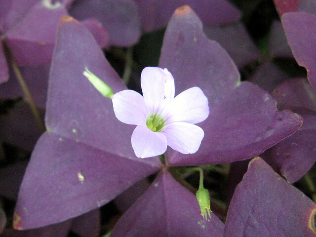 Oxalis triangularis