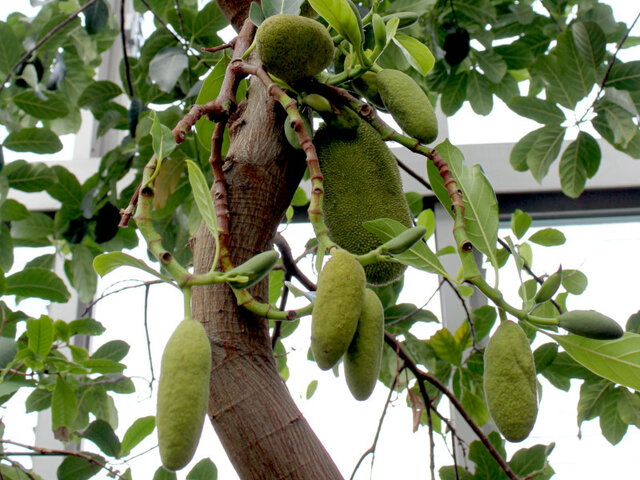 Jackfruit