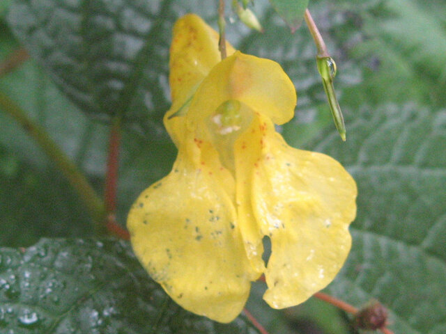 Impatiens nolitangere