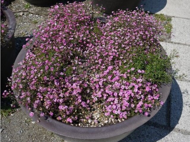 カスミソウ Gypsophila Spp かぎけん花図鑑