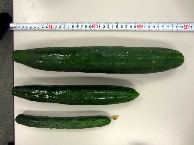 Cucumber