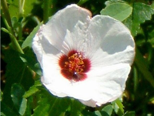 高砂芙蓉 Pavonia Hast 科技研花图画书