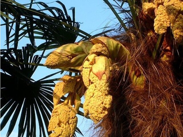 シュロ Trachycarpus Fortunei かぎけん花図鑑