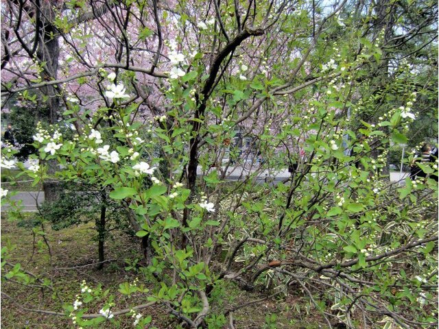 pearlbush,  common pearlbush