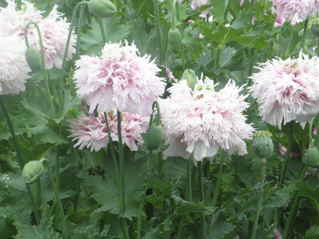 Papaver somniferum