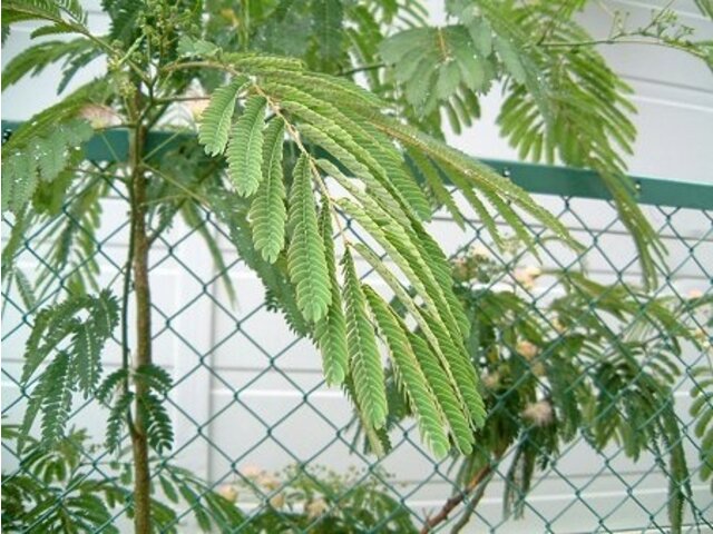 ネムノキ Albizia Julibrissin かぎけん花図鑑