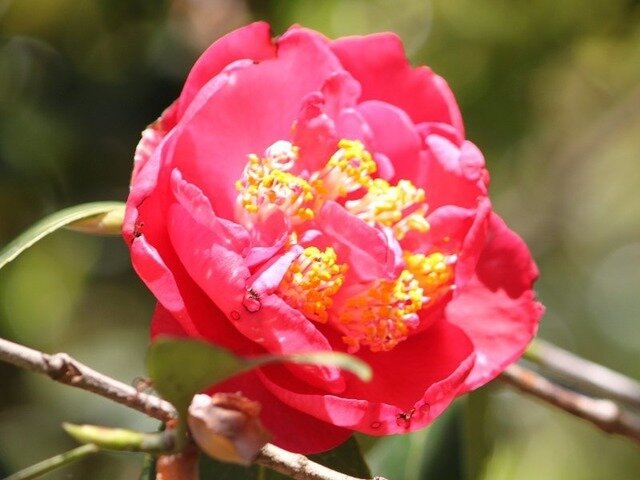 椿 Camellia Japonica かぎけん花図鑑