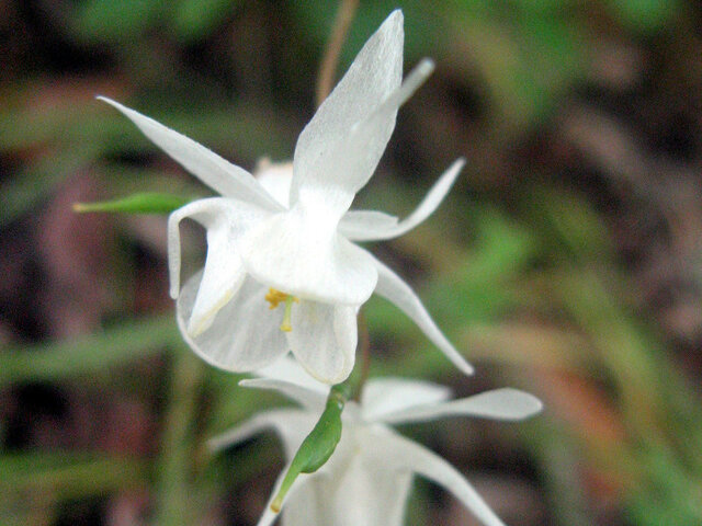 Epimedium youngianum