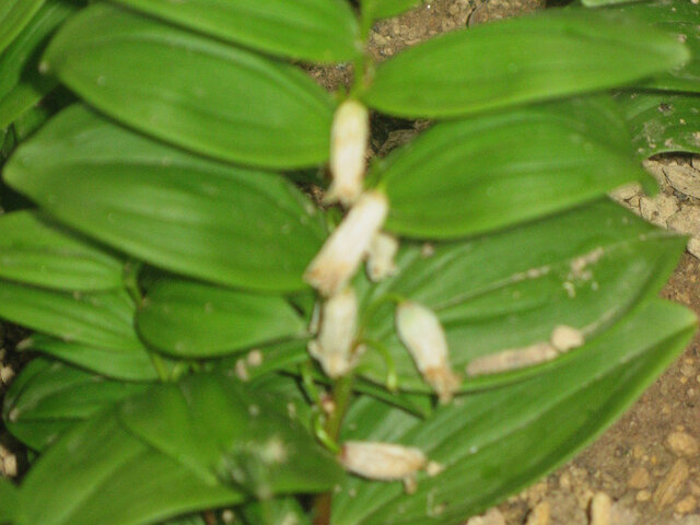 Polygonatum humile