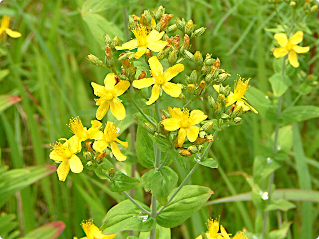 Hypericum erectum