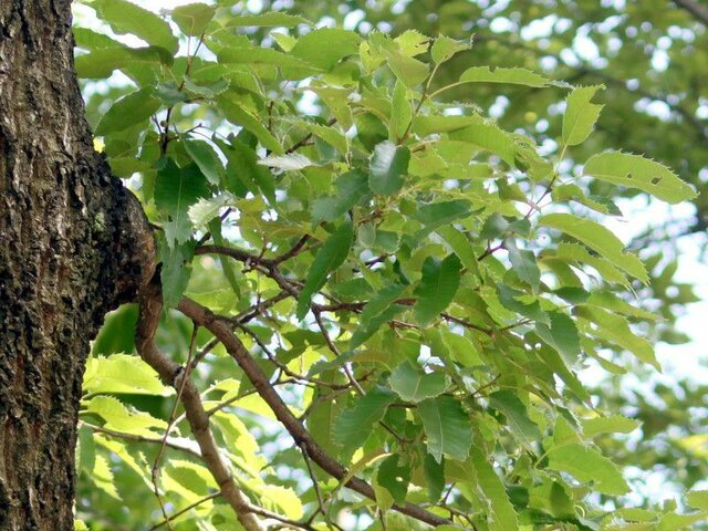 麻栎 | Quercus acutissima | 科技研花图画书