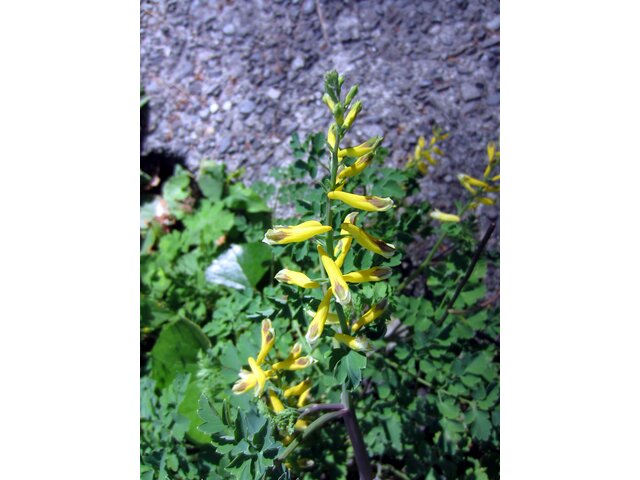 Corydalis