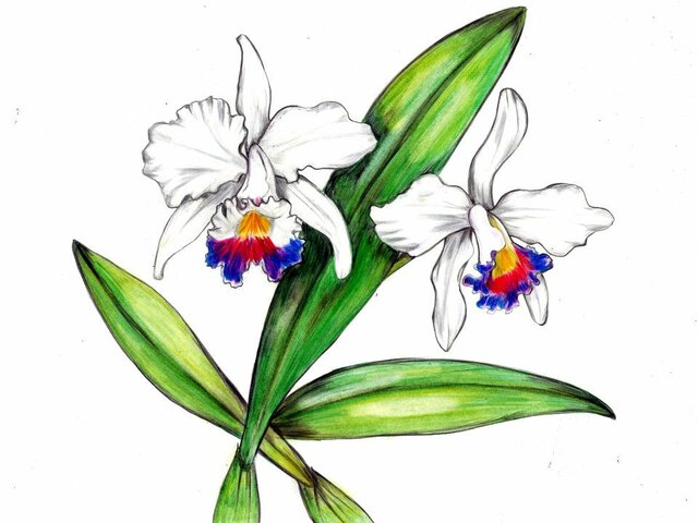 Cattleya trianae｜Colombia's national flower