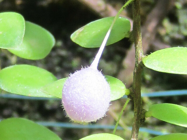 Sphyrospermum cordifolium