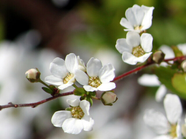 Thunberg's meadowsweet