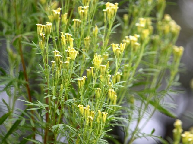 Tagetes minuta