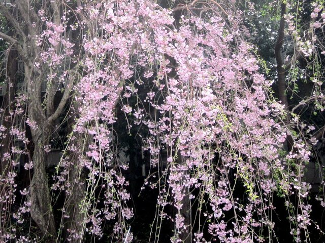 Weeping cherry