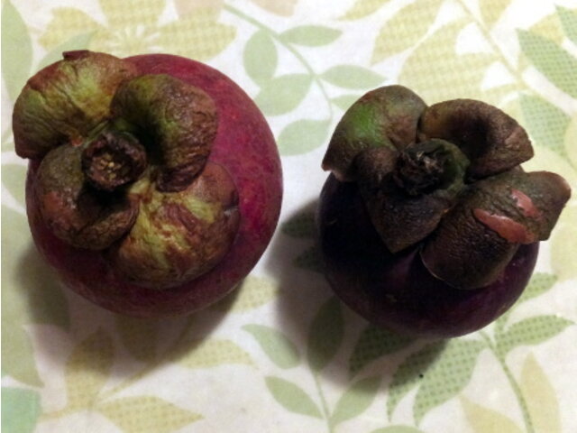 マンゴスチン Garcinia Mangostana かぎけん花図鑑