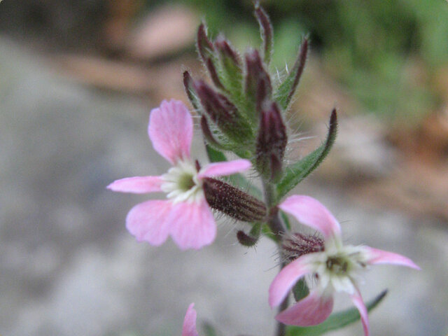 Silene gallica