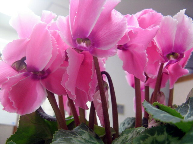 Cyclamen