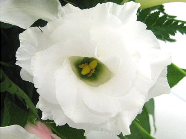 6月28日の誕生花 　トルコギキョウ、ゼラニウム