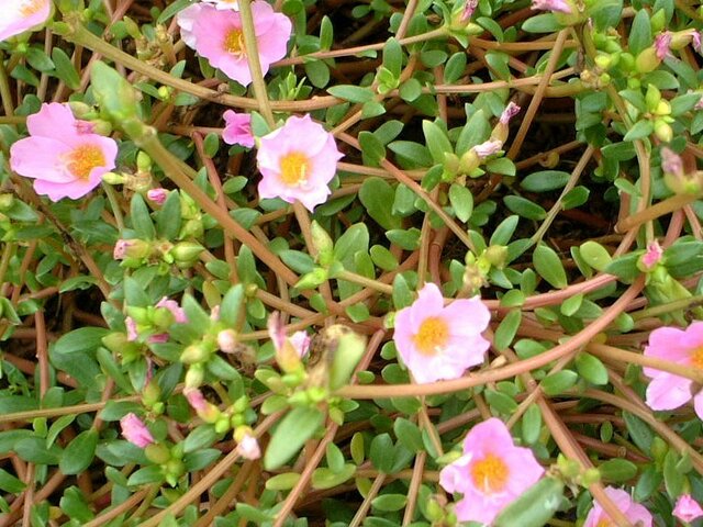 Portulaca grandiflora