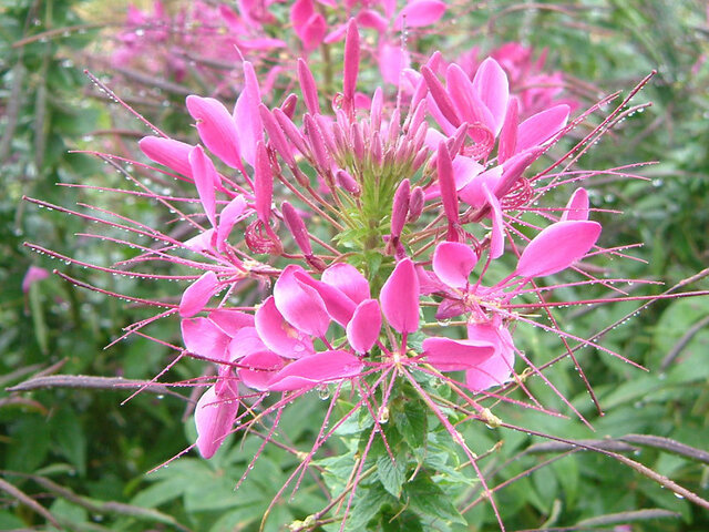 8月18日の誕生花 クレオメ 立葵 科技研花图画书