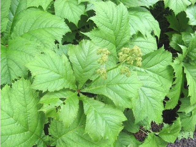 鬼灯檠 Rodgersia Podophylla 科技研花图画书