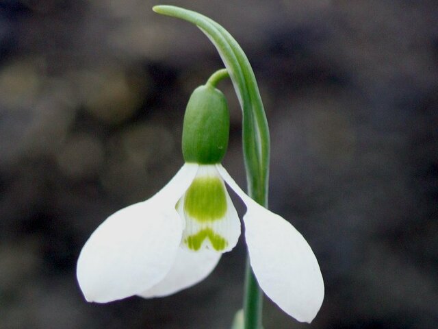 Snow drop