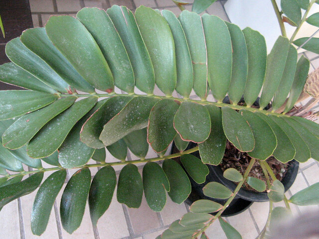 Zamia furfuracea