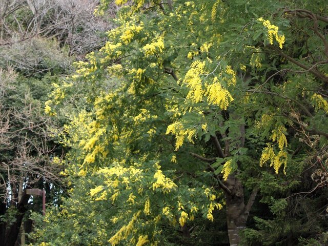 世界の国花au オーストラリア かぎけん花図鑑