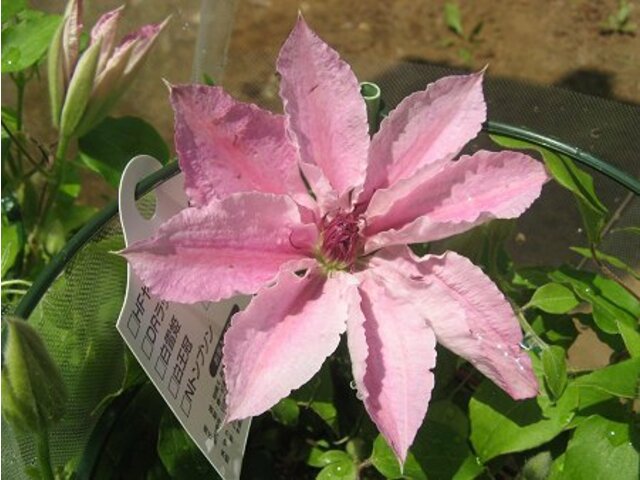 Clematis