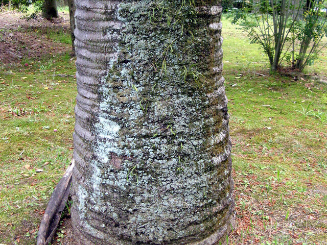 Butia capitata