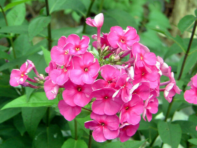 Phlox paniculata