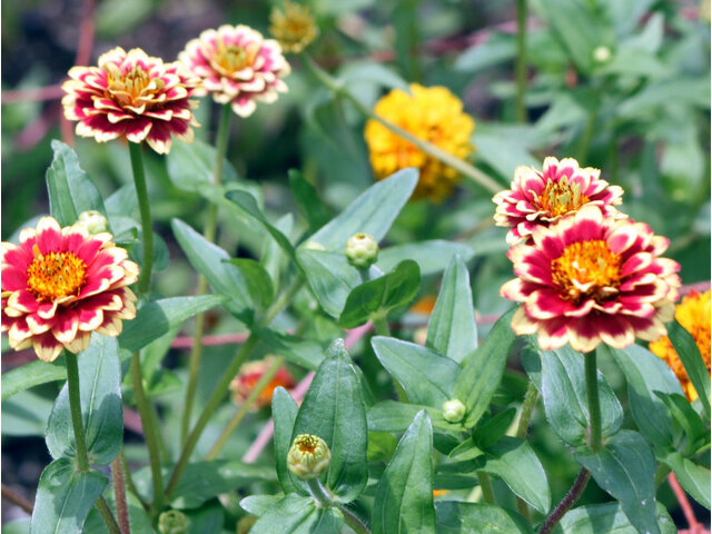 Zinnia elegans