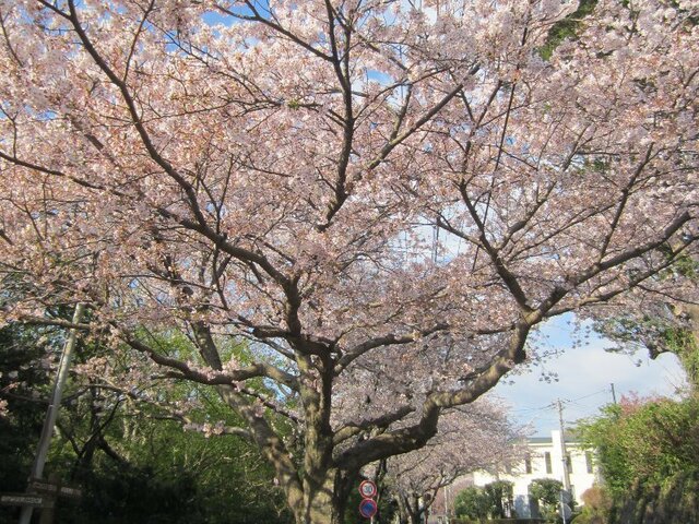 Cherry blossom