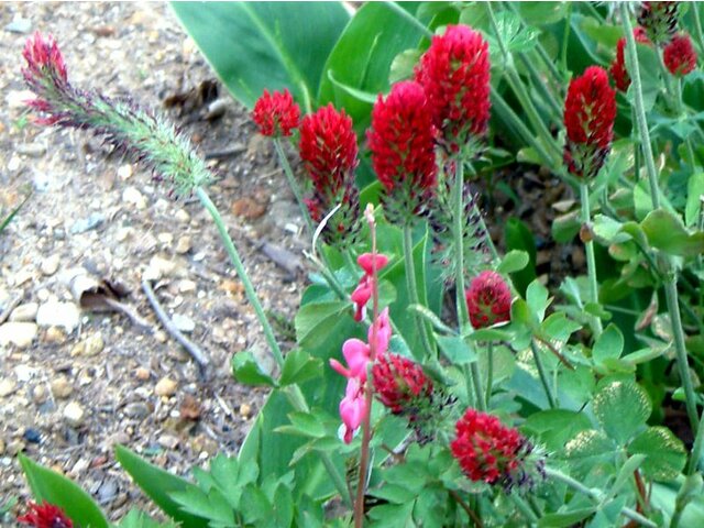 crimson clover