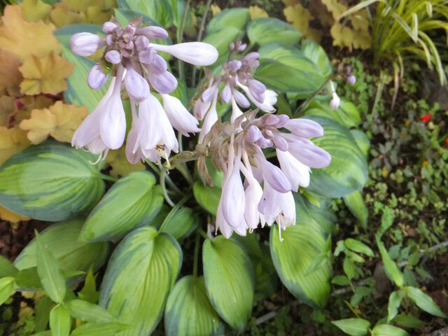 Hosta sieboldii